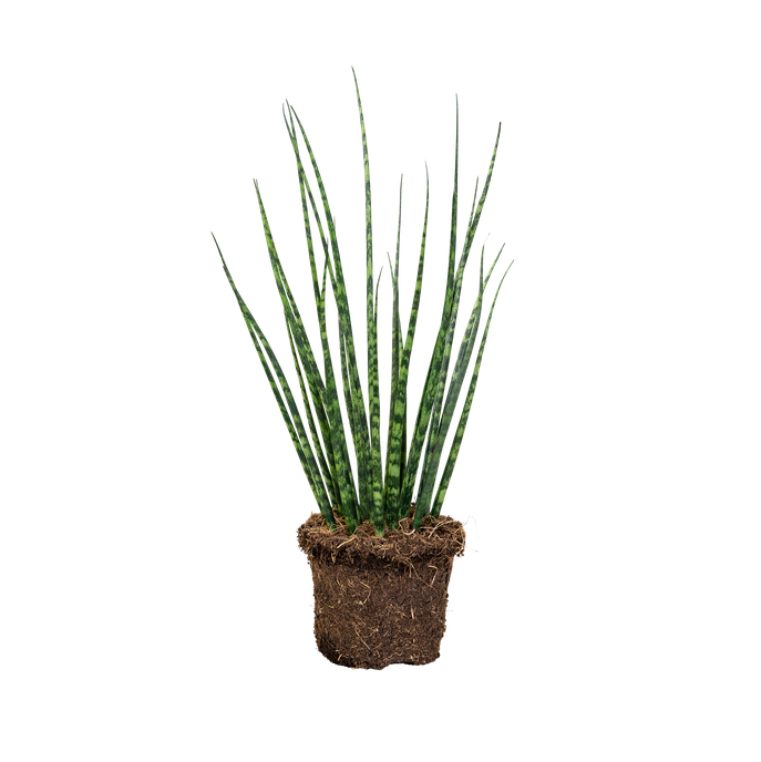 Sansevieria cylindrica